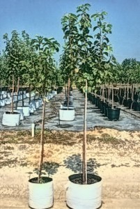 wildlife_group_seven_and_fifteen_gallon_pear_trees