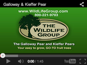 the_wildlife_group_pear_video