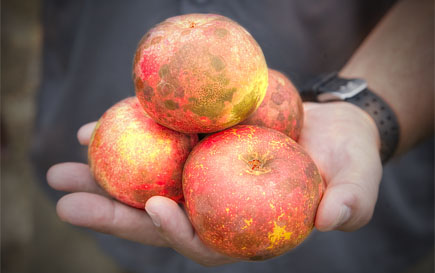 the_wildlife_group_feed_plot_management_apples