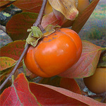the_wildlife_group_japanese_persimmon