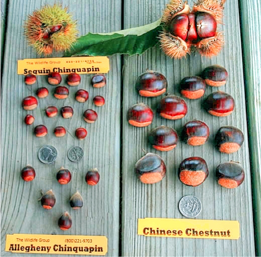 Planting Chestnuts For Wildlife Feed Plots The Wildlife Group