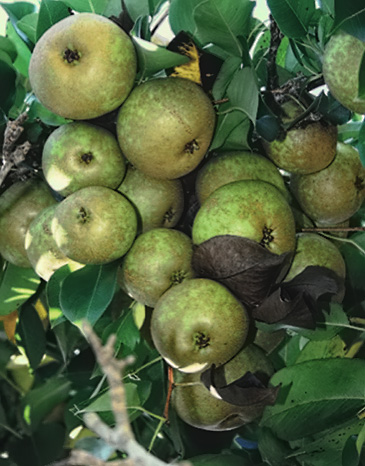wildlife_group_pears_cluster