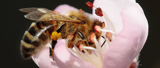 the_wildlife_group_pollination_fruit_trees_bee