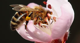 the_wildlife_group_fruit_tree_pollination