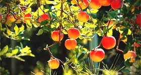 the_wildlife_group_purchaisng _fruite_trees