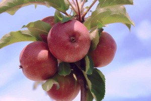 the_wildlife_group_apples_bunch