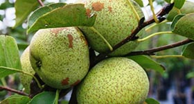 the_wildlife_group_galloway_pear