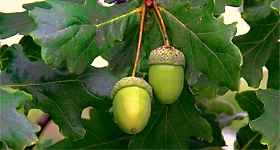 the_wildlife_group_oak_trees_acorns