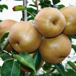the_wildlife_group_dixie_delight_pear