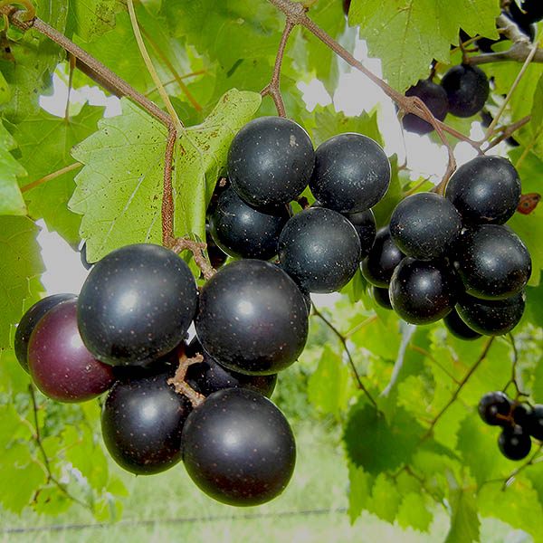 Muscadine Package