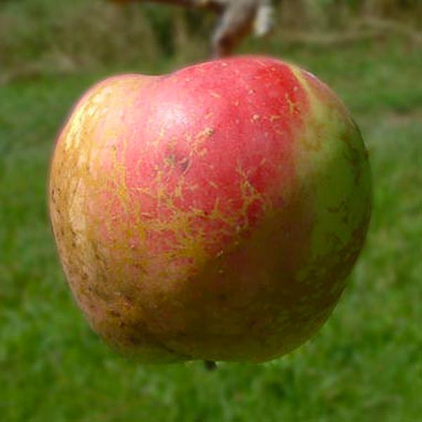 Apples - Big 10 Apple Package