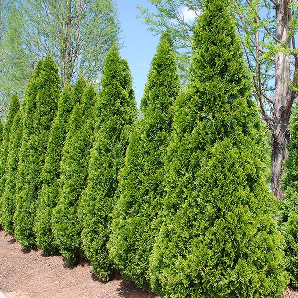 Thuja Green Giant Arborvitae