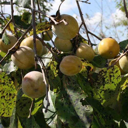 Common Persimmon  (Zones 6-10)