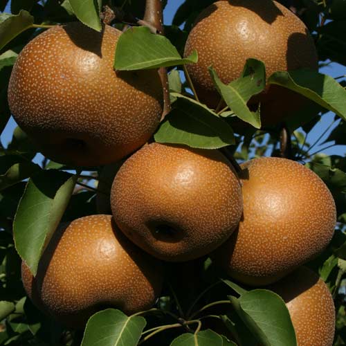 Pears - Fresh Eating Pear Package